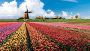 moulin à vent champs de tulipes