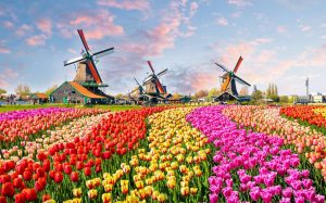 moulins à vents, champs de tulipes