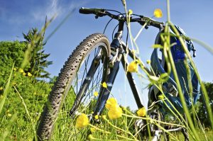 Vélo champ de fleurs