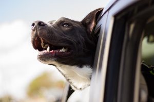 Un tour d’auto avec notre animal de compagnie !