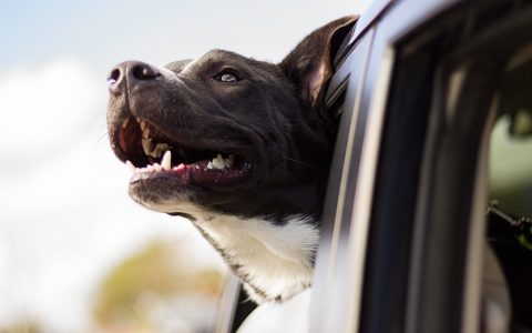 Un tour d’auto avec notre animal de compagnie !