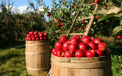 Cueillette de pommes & Méchoui Festif