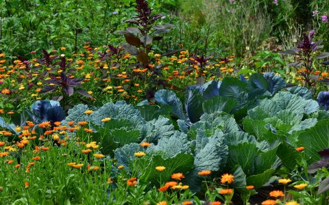 Petit guide du jardinage écologique