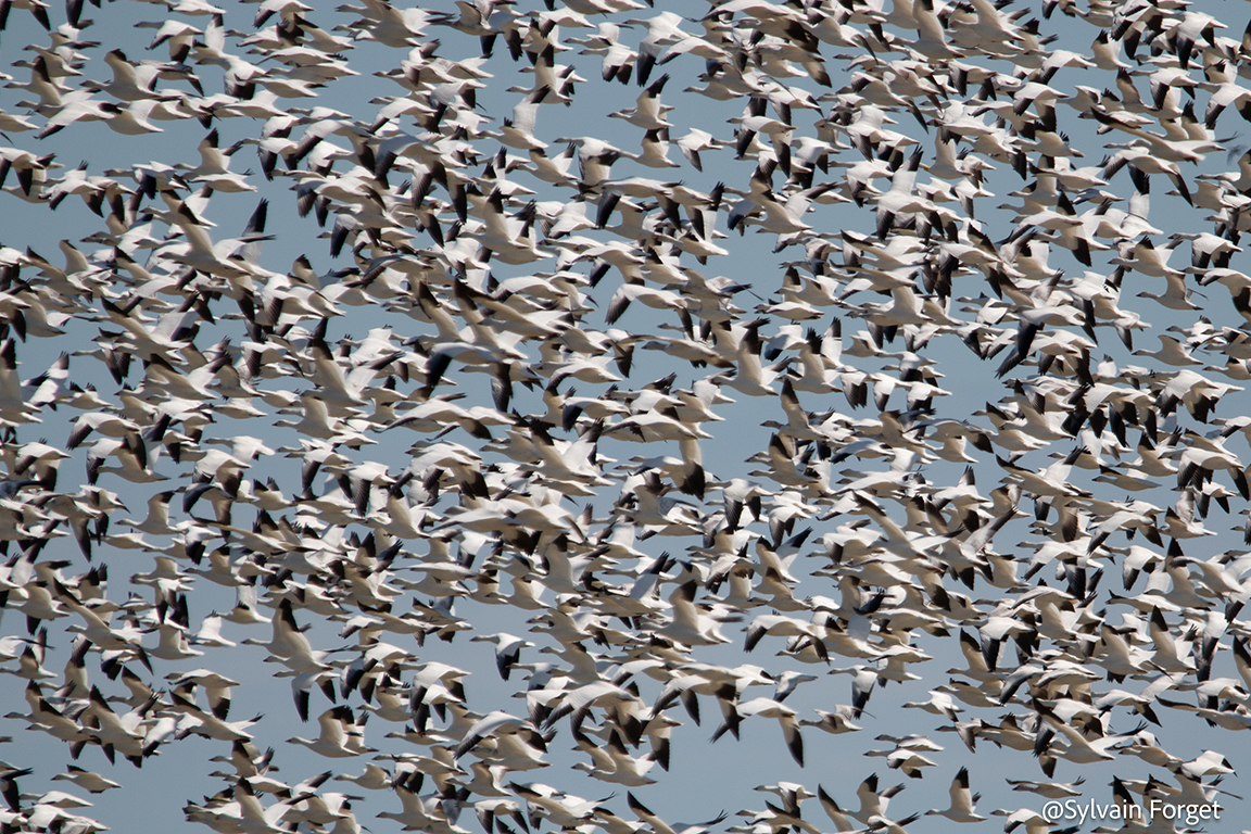 La FADOQ en images Loisirs et événements FADOQ Le Réseau FADOQ