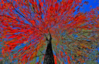Yvon Poirier - Autumnal parasol
