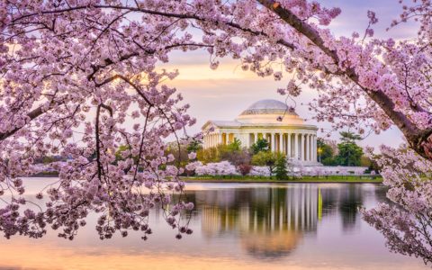 Washington at cherry tree flowering time!