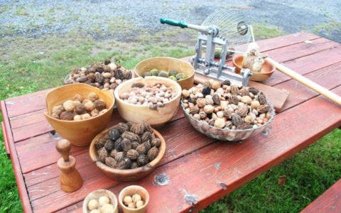Visite au jardin des noix