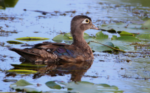 Initiation à l'ornithologie