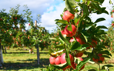 Apple outing
