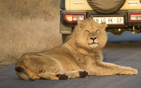 Les Aventuriers Voyageurs : Sur les routes de l’Afrique du Sud