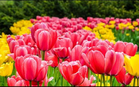 Festival canadien des Tulipes à Ottawa