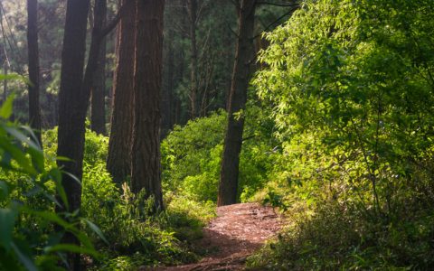 Consultation sur les bienfaits de la nature pour la santé mentale