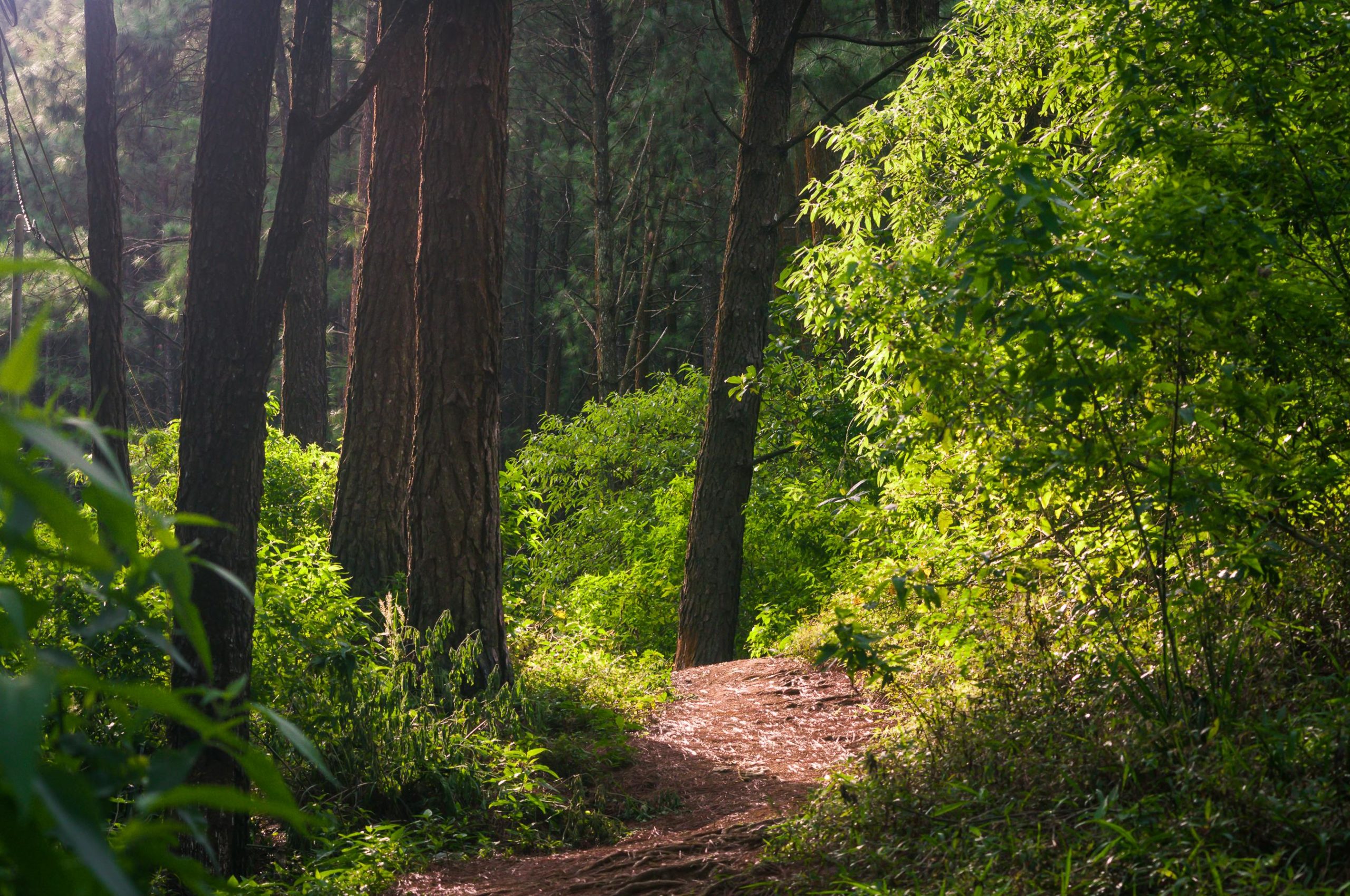 Nature