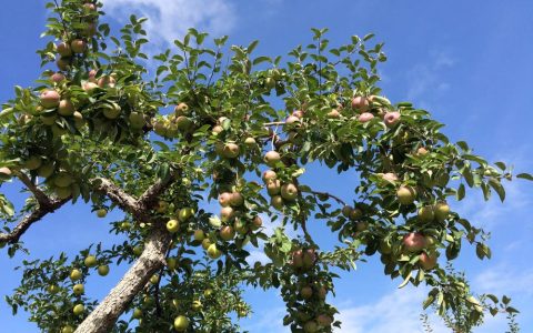 Sortie aux pommes au Verger Gibouleau - Automne 2026