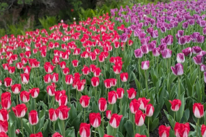 Festival des tulipes à Ottawa