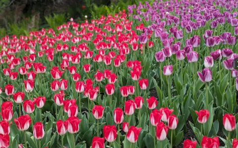 Festival des tulipes à Ottawa