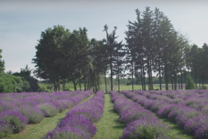 Balade bucolique laurentienne