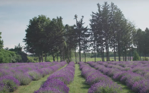Balade bucolique laurentienne