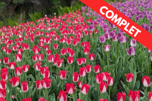COMPLET – Festival des tulipes à Ottawa (Nouvelles dates)