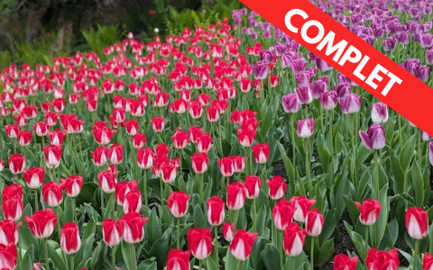 COMPLET - Festival des tulipes à Ottawa (Nouvelles dates)