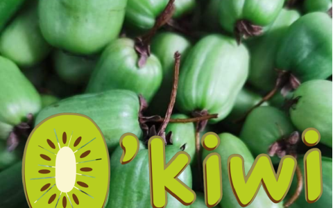 Visite inusitée et découverte d’O’kiwi