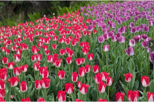 Festival des tulipes à Ottawa – 1 nuitée