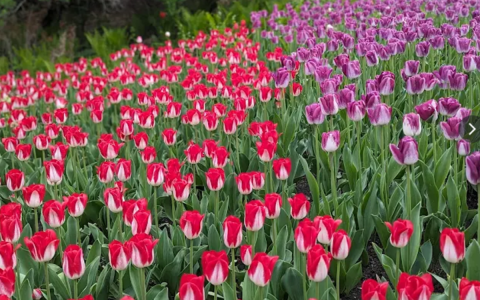 Festival des tulipes à Ottawa - 1 nuitée